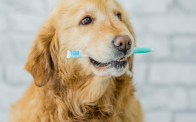 February is Pet Dental Health Month!