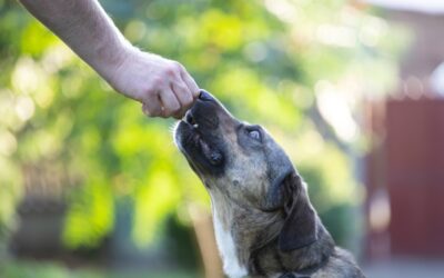 Clicker Training: A Stress-Free Approach to Vet Visits for Your Pets