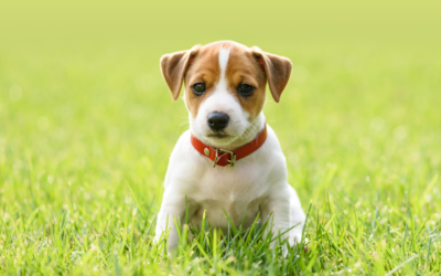 Microchipping Your Pet: Safety and Peace of Mind