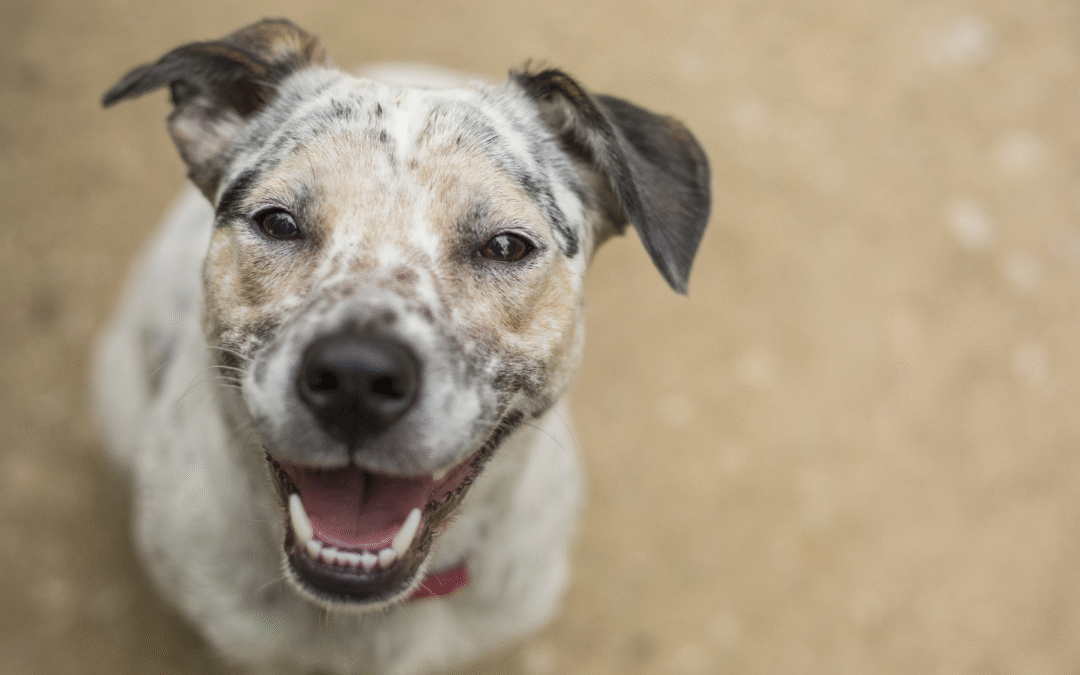 How to Keep Your Pets Safe from Heatstroke This Summer