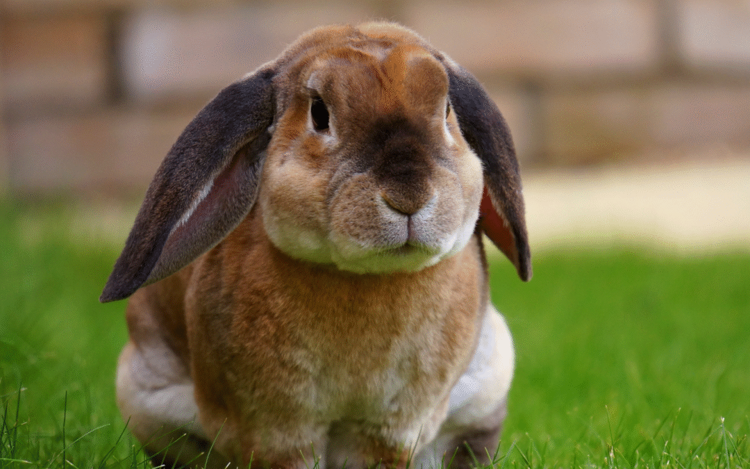 Does Preventive Veterinary Care Matter for Exotic Pets?