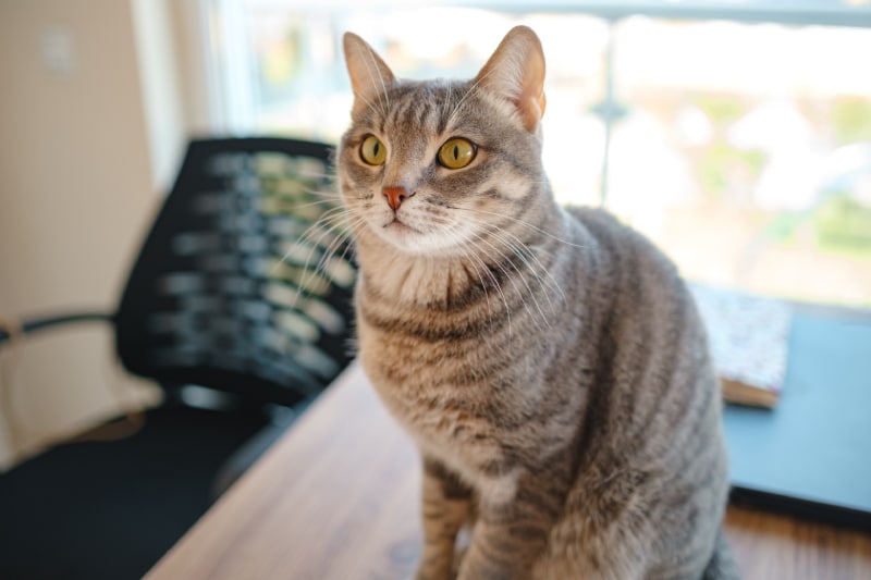 cat sitting on a work desk