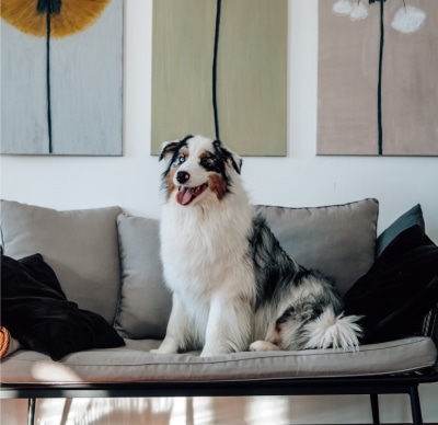 relaxed australian breed dog relaxes on sofa